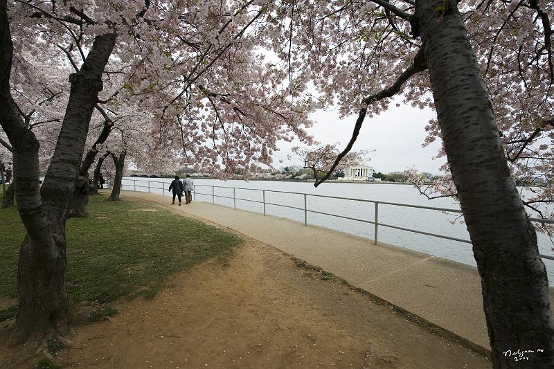 20080403_131857 D3 P.jpg - Along tidal basin with Jefferson Memorial in background